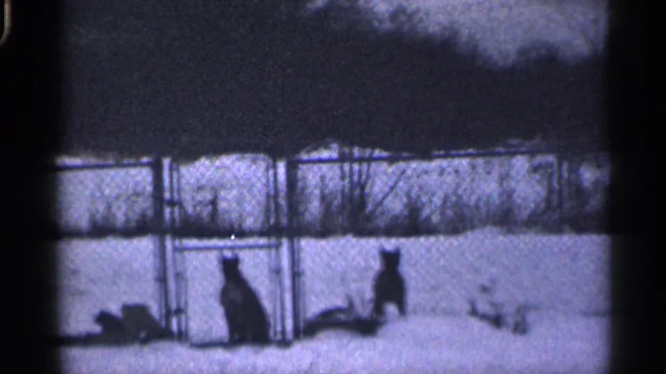 8mm frame of two dogs in a snowy California backyard, separated by a chain-link fence with bare trees beyond.