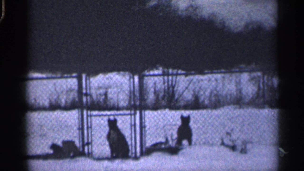 Two dogs stand in a snowy fenced yard, facing the camera.