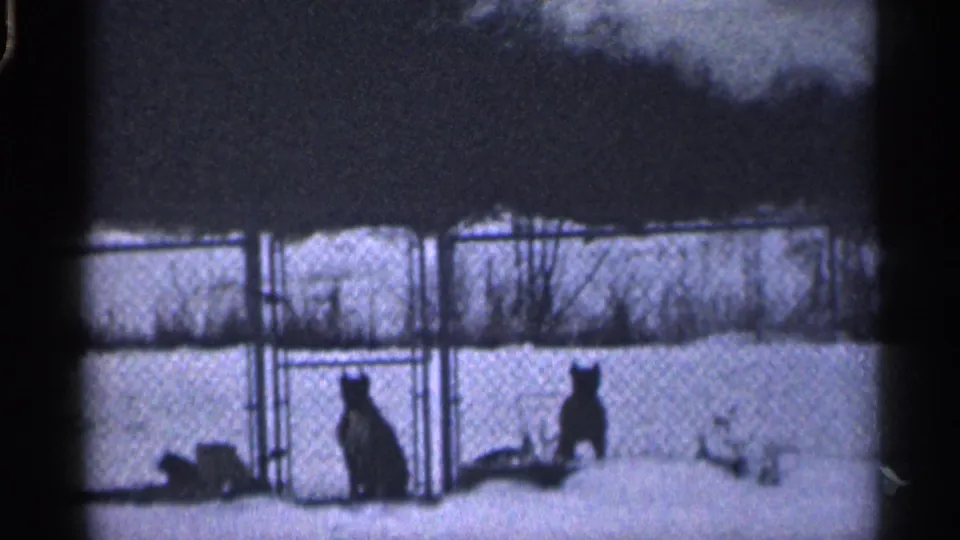 Two dogs in 1959 California home-movie footage stand behind a chain-link fence in a snow-covered yard.