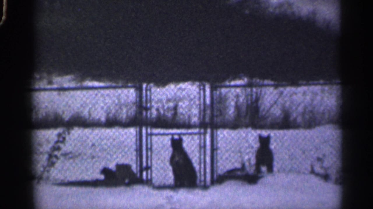 Two dogs remain separated by a fence line in a snowy yard.