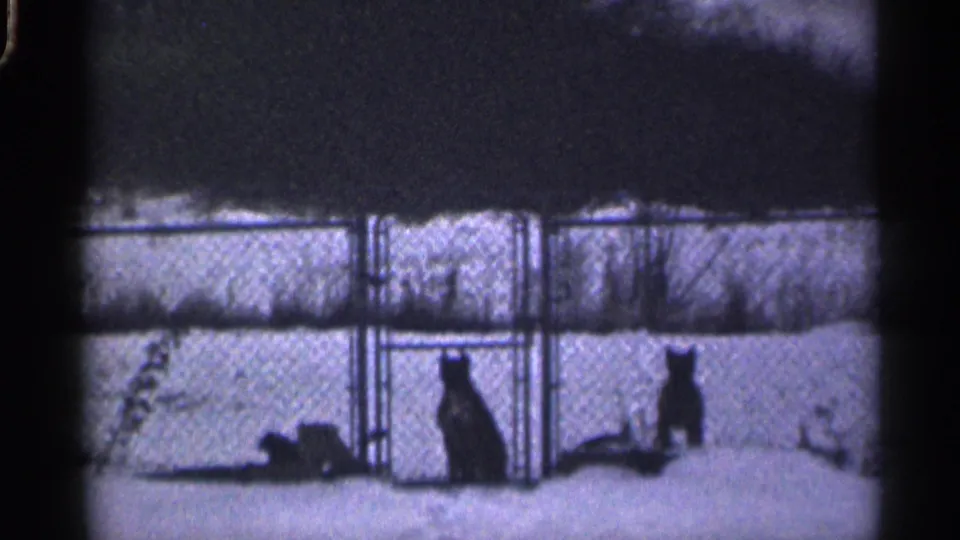 Two dogs stand behind chain-link fencing on snow-covered ground in the California 8mm home-movie clip.