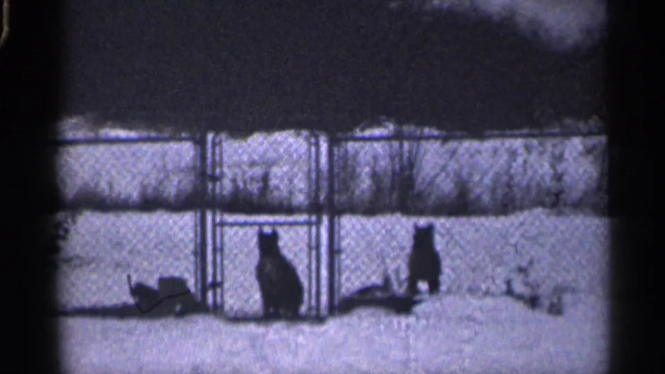 Two dogs appear near a chain-link gate, their dark shapes contrasting with snow in 1959 California footage.