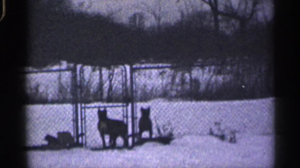 One dog shifts near the chain-link gate while another stands in the snowy yard in this 1959 California home movie.