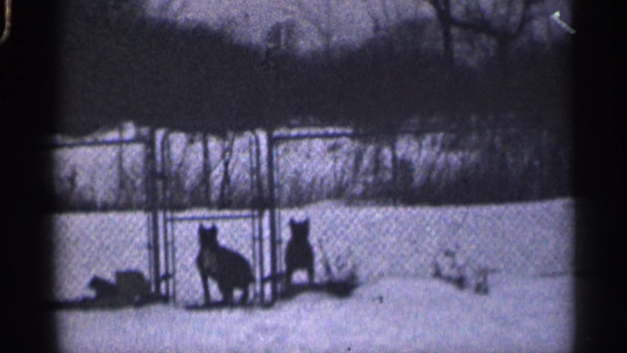 Two dogs pause near a chain-link fence in a snowy California yard in archival 1959 home-movie footage.