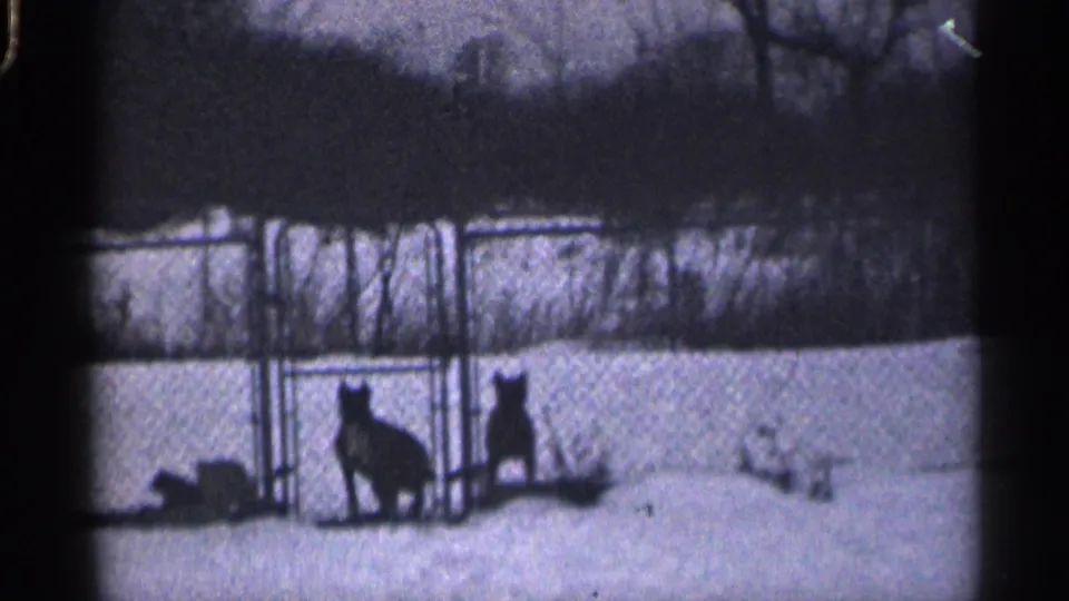 Two dogs pause near a chain-link fence in a snowy California yard in archival 1959 home-movie footage.