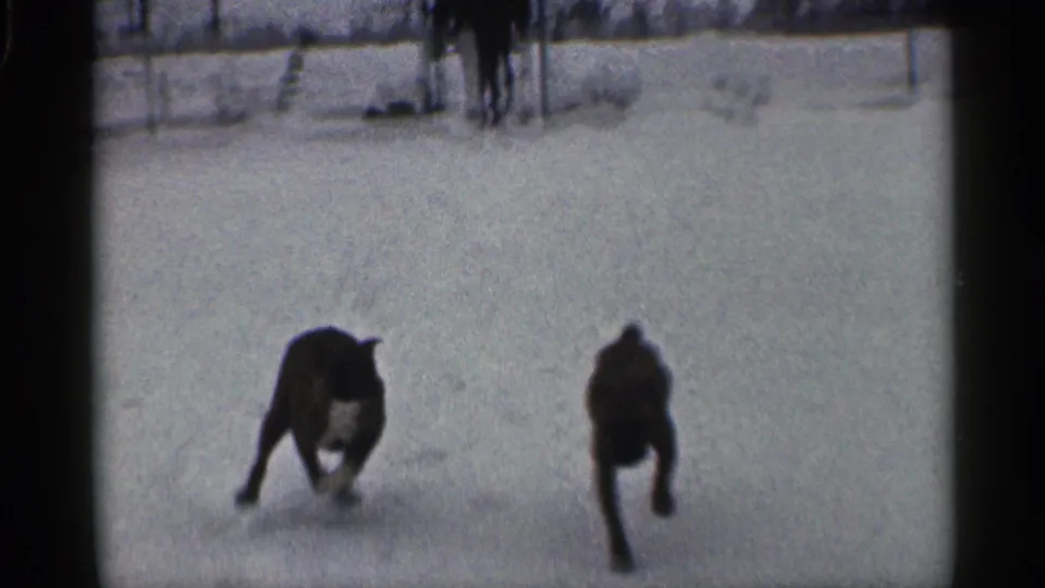 Two dogs run toward the camera across snow, with a man and fence blurred in the background of the 1959 home movie.