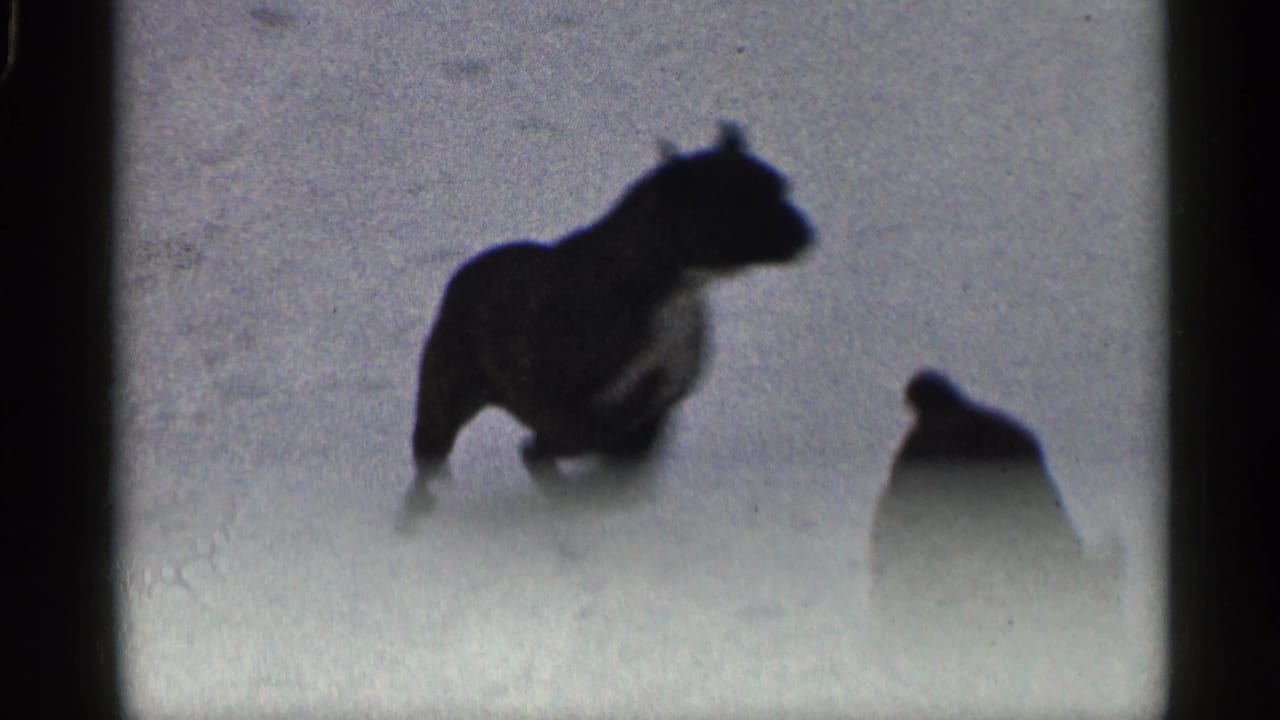 A dog runs through snow while another smaller dark shape appears nearby.