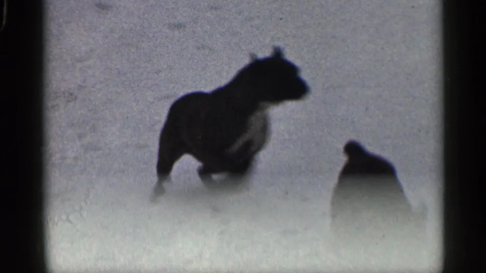 A grainy 1959 8mm frame shows a dog moving through a snowy yard, with another dog-like shape partly visible at right.