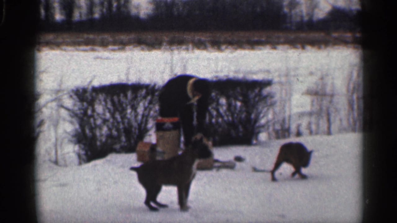 A boxer-type dog stands in snow while another dog moves near a person.