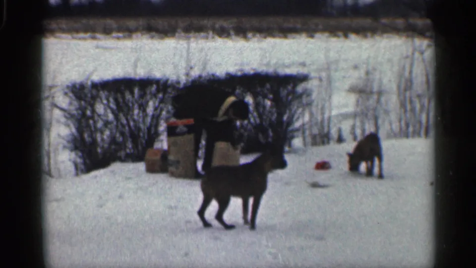 1959 California home-movie frame with a dark dog in the foreground, a bundled person, and another dog sniffing snow near bare shrubs.