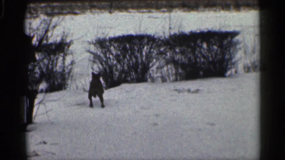 1959 California winter frame showing a dog upright in the snow with bare shrubs and a pale snowy field in the background.