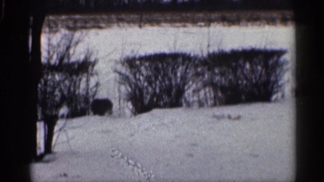 1959 California 8mm frame showing a quiet snowy yard with bare trees, dark hedges, and small tracks in the snow.