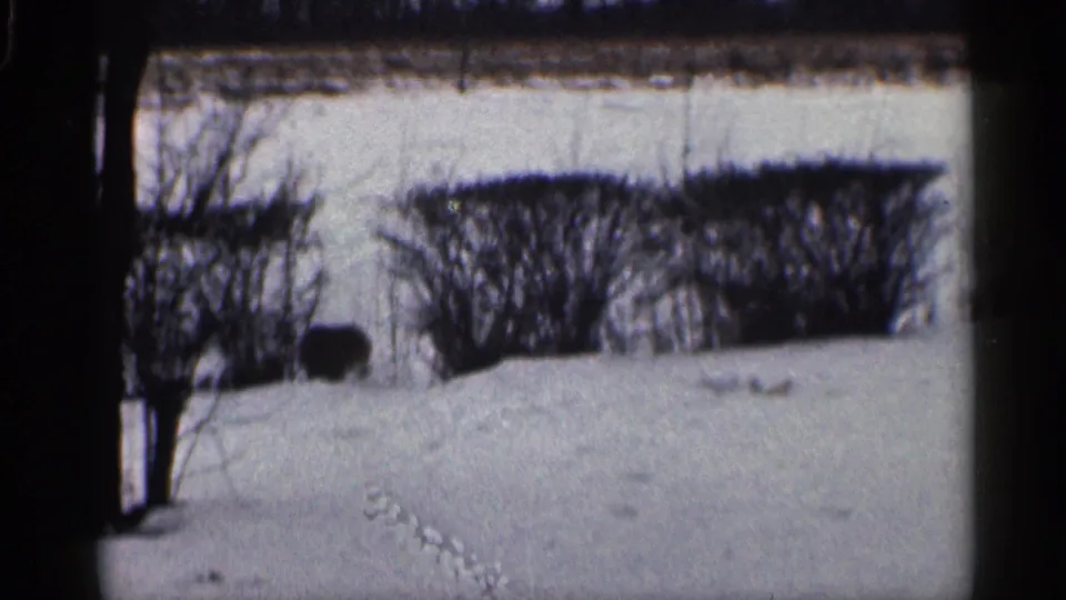1959 California 8mm frame showing a quiet snowy yard with bare trees, dark hedges, and small tracks in the snow.