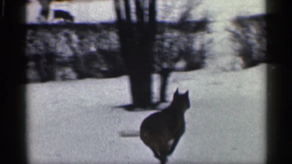 A dark dog runs through a snowy California yard, silhouetted against the white ground near trimmed hedges and bare trees.