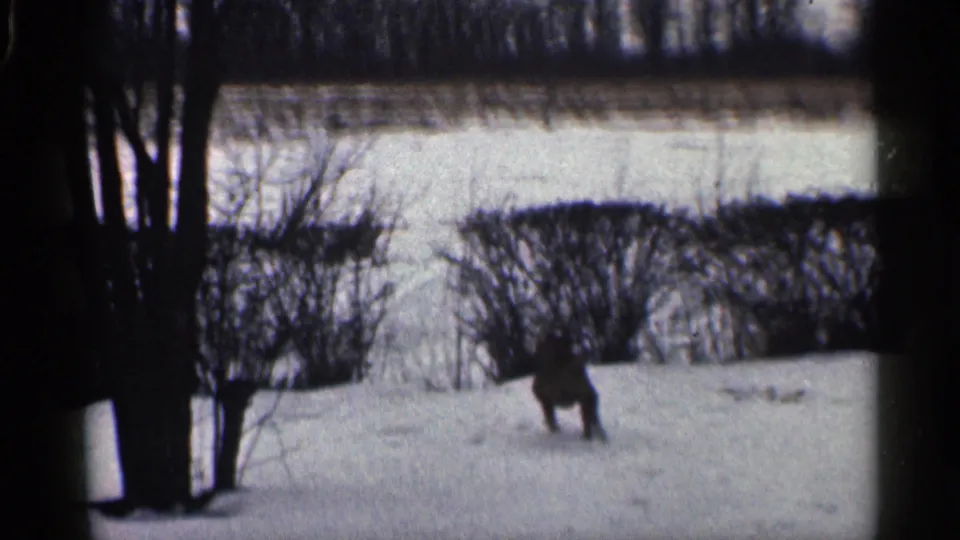 The dog continues across the snow in this 1959 California home-movie frame, with bare trees and dark hedges behind it.