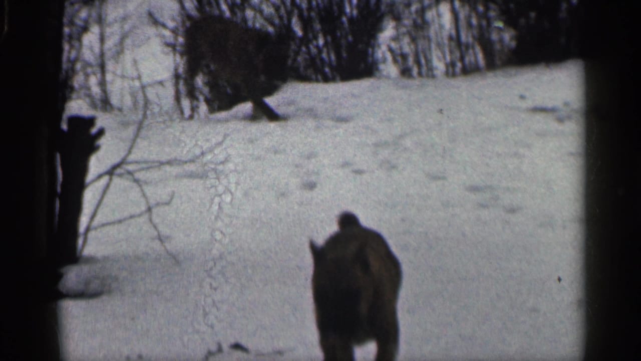 Dark dog runs across a snowy field toward the camera with trees in the background.