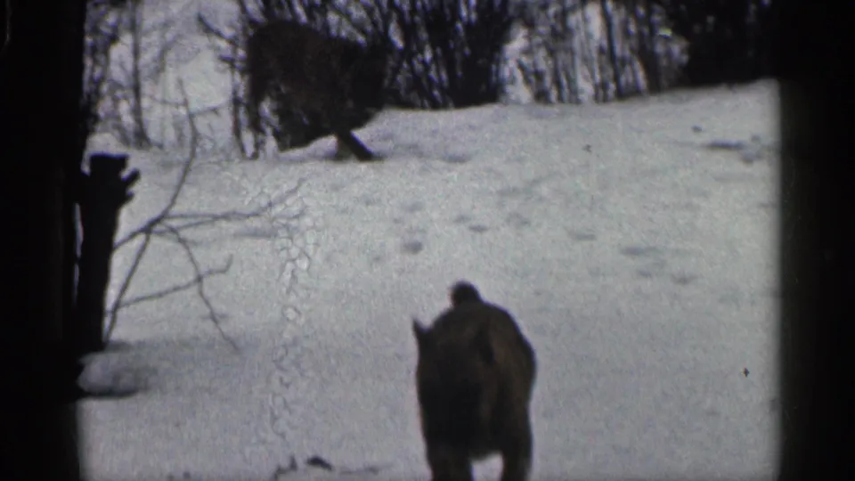 A dark dog moves across snow in a California winter home-movie frame, with bare trees and a low hillside behind it.