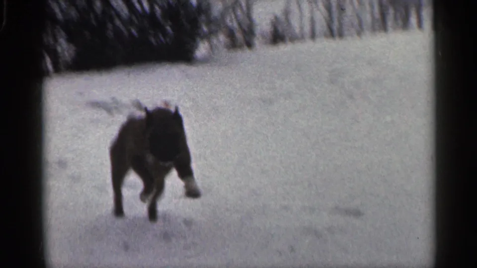 A dark dog runs toward the camera across a snowy field in soft, grainy 1959 California 8mm footage.
