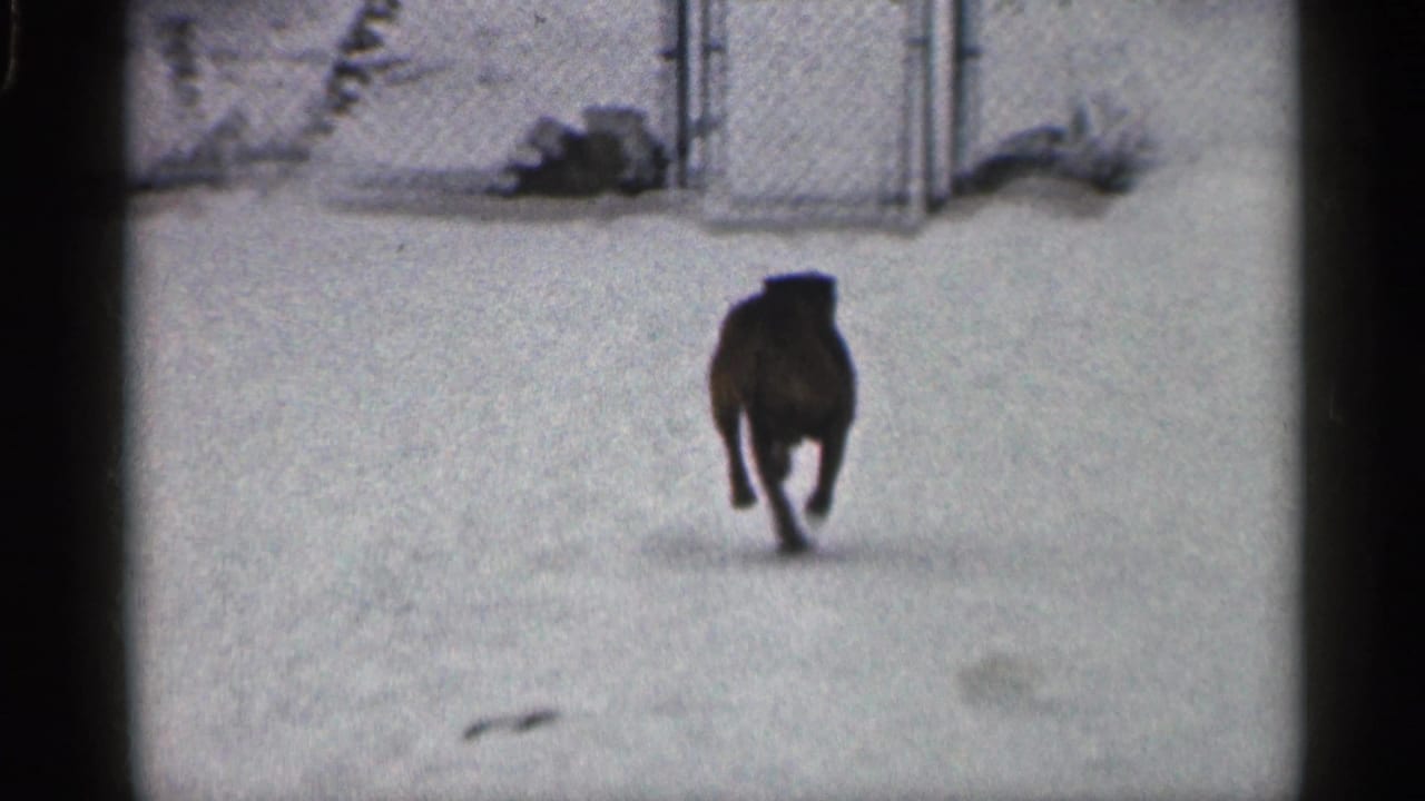 A dog runs through a snowy yard toward a chain-link fence in archival 1959 California home-movie footage.