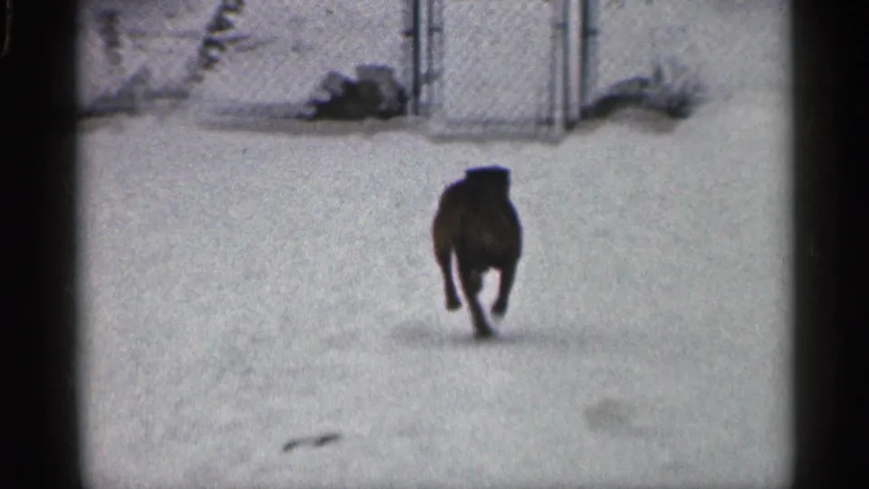 A dog runs through a snowy yard toward a chain-link fence in archival 1959 California home-movie footage.