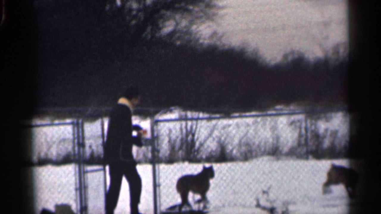 Man in a dark coat stands in a snowy yard near two dogs and a chain-link fence.