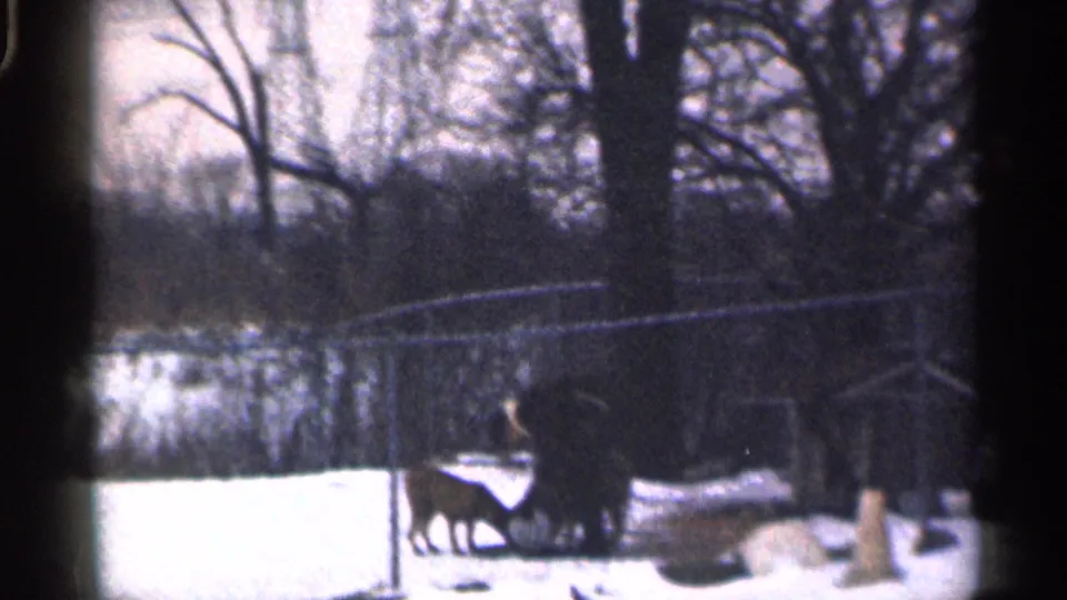 The man and two dogs cluster near the fence in the snowy California yard, with winter trees in the background.