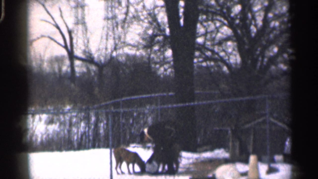 Snowy fenced yard with animals near a bundled man at the left edge.
