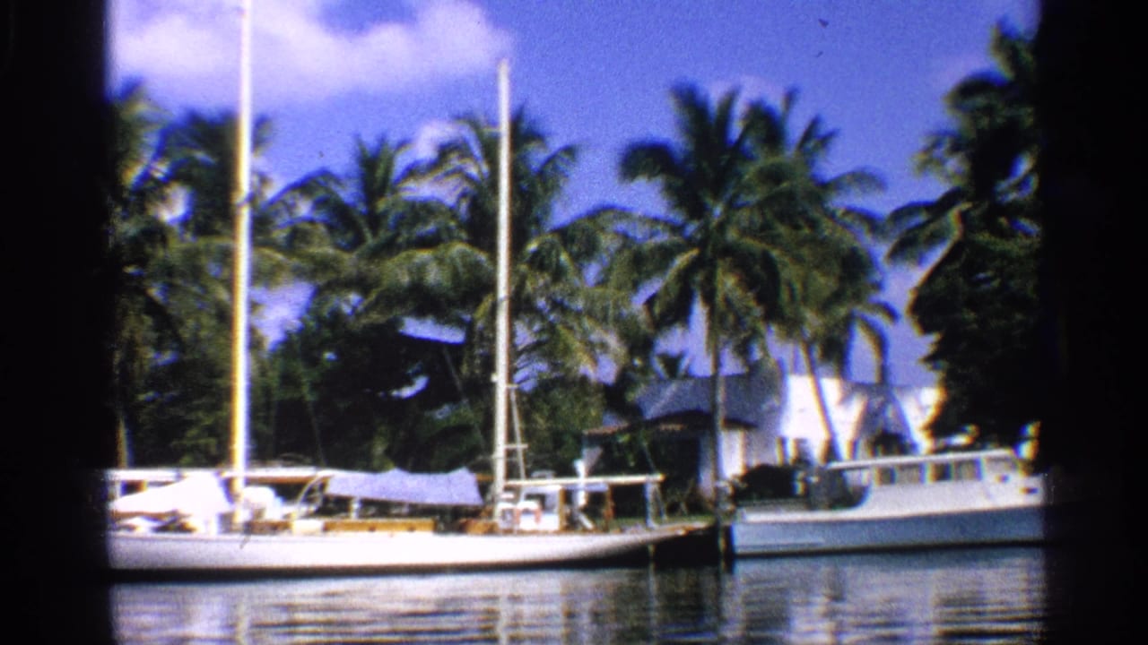 Docked sailboats and a motorboat beside palm trees under a blue sky.