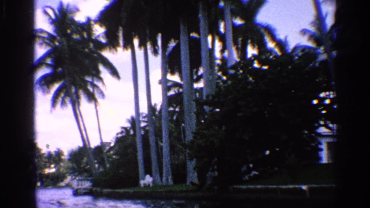 1959 California 8mm frame showing tall palms, waterfront foliage, and blue sky from a moving home-movie viewpoint.