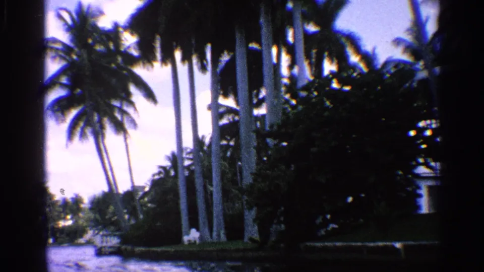 1959 California 8mm frame showing tall palms, waterfront foliage, and blue sky from a moving home-movie viewpoint.