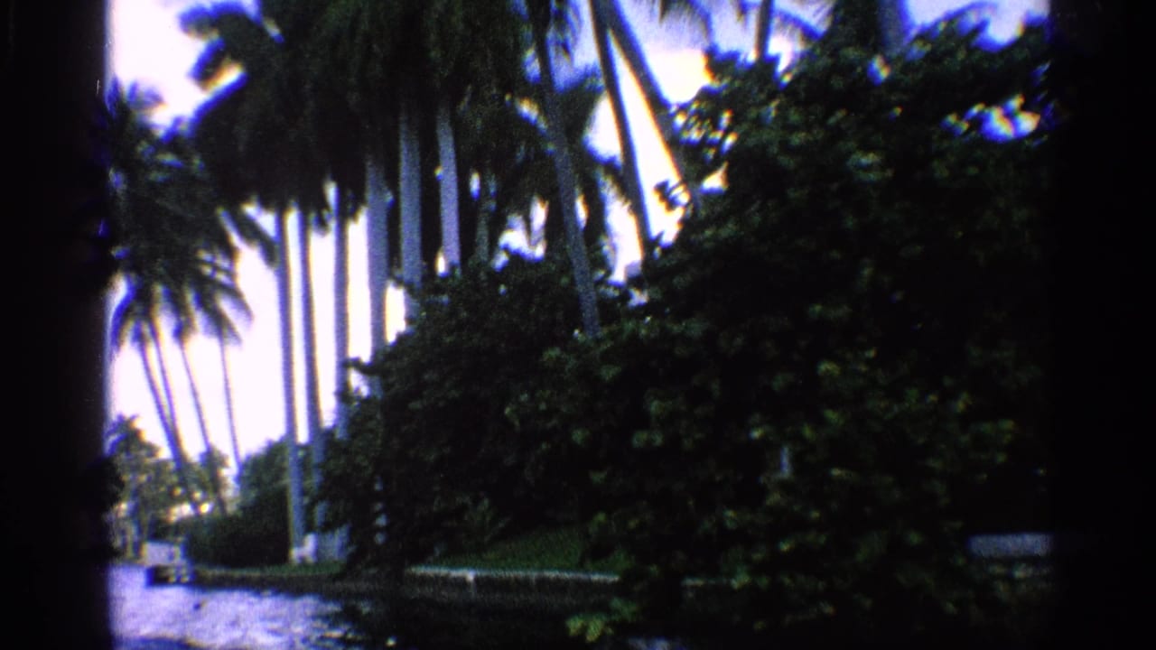 Dense waterfront shrubs and tall palms beside a narrow channel.