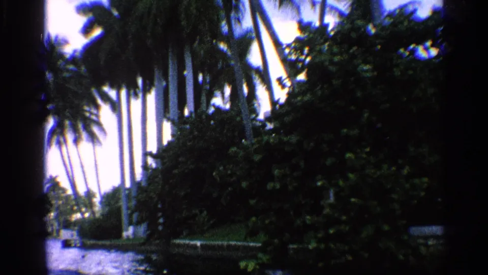 Boat-level 1959 California view of palms and heavy shoreline vegetation along a narrow waterway.