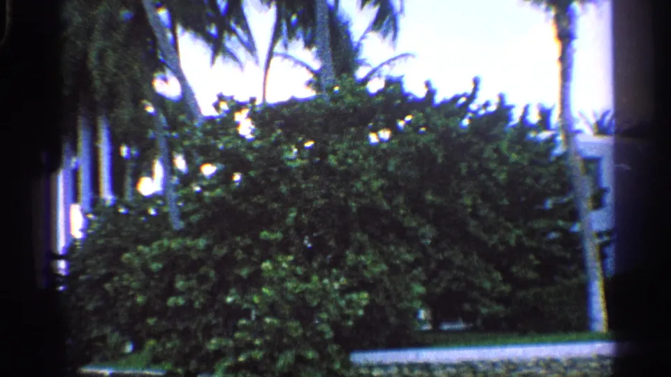Soft 8mm frame of lush California waterfront landscaping with palms, shrubs, and a low boundary wall.