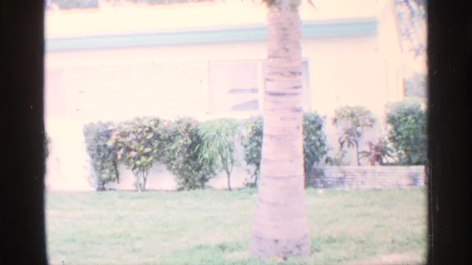 1959 Florida backyard view with a palm trunk, clipped hedges, lawn, and a pale house wall in bright daylight.