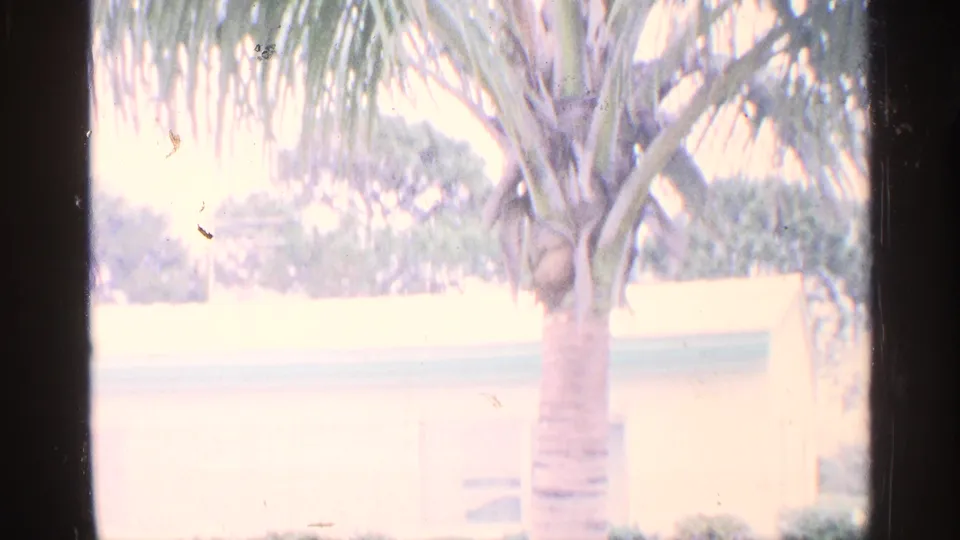 1959 Florida yard frame with a palm tree in the foreground, pale lawn area, distant trees, and part of the house edge.