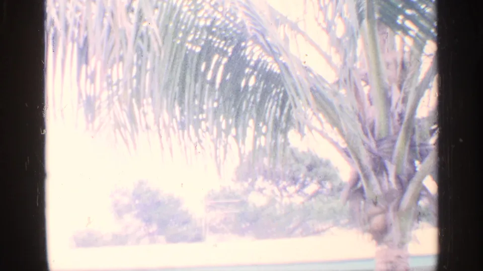 1959 Florida home-movie frame showing palm fronds, a palm trunk, bright grass, and trees in a sun-washed backyard.
