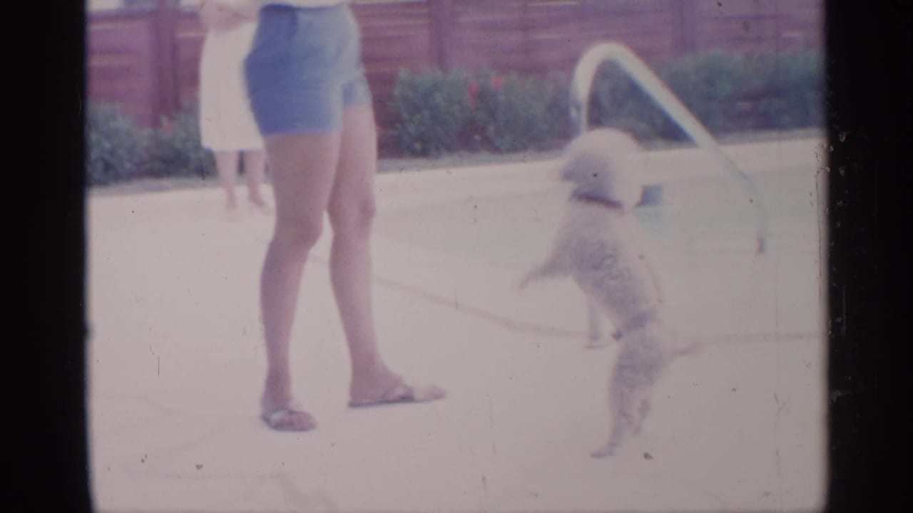 Woman standing by a swimming pool as a small dog jumps nearby.