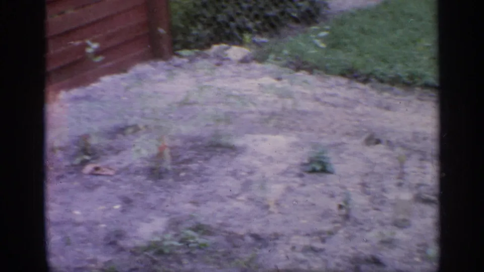 Home-movie view of a small garden bed with young plants near a wooden fence and lawn, consistent with the Florida 1959 clip metadata.
