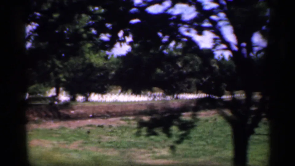 Passenger-view 8mm frame of shaded grass, a large tree, and bright roadside background during an Indiana drive.