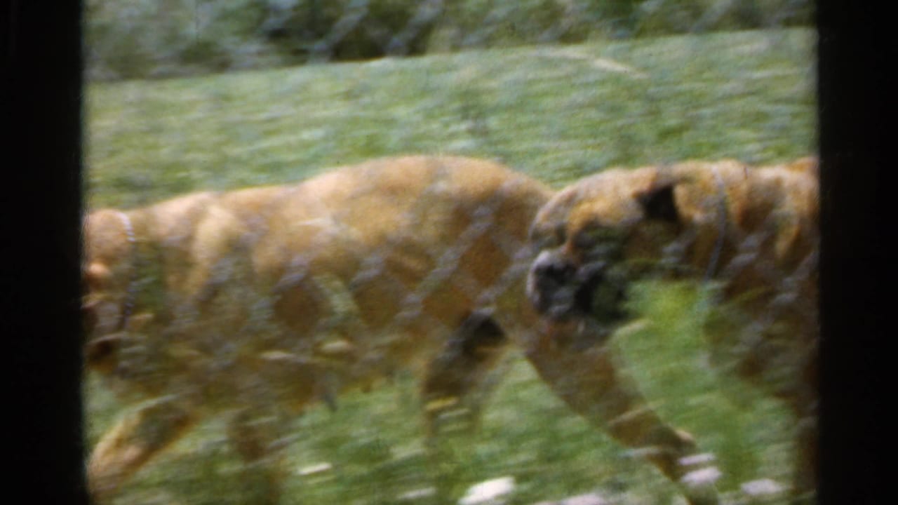 Two fawn Boxer dogs moving behind a chain-link fence in a grassy yard.