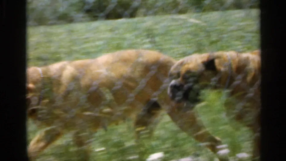1959 Indiana 8mm frame of two fawn Boxer dogs walking behind a chain-link fence in a sunlit grassy backyard.