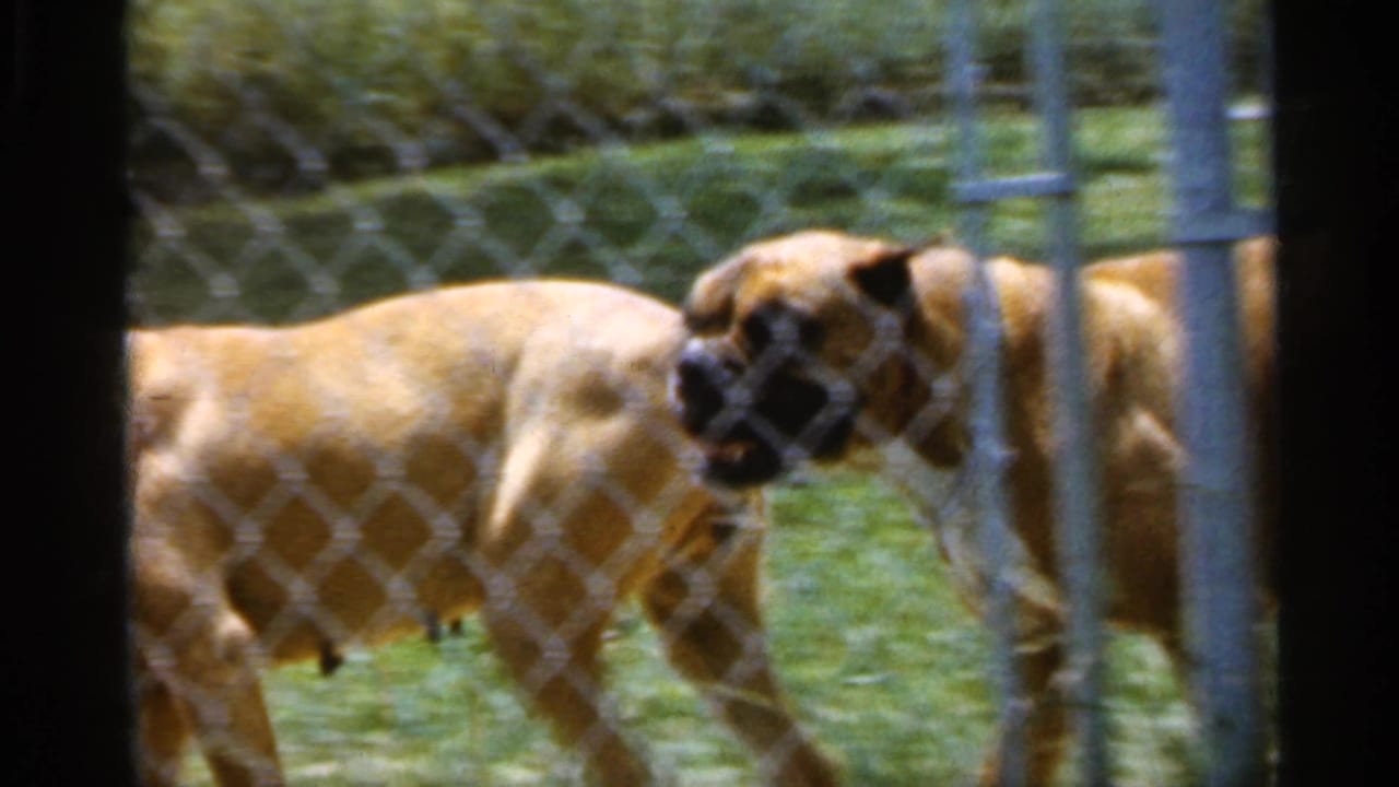 A fawn Boxer dog stands behind a chain-link fence near a metal gate post.