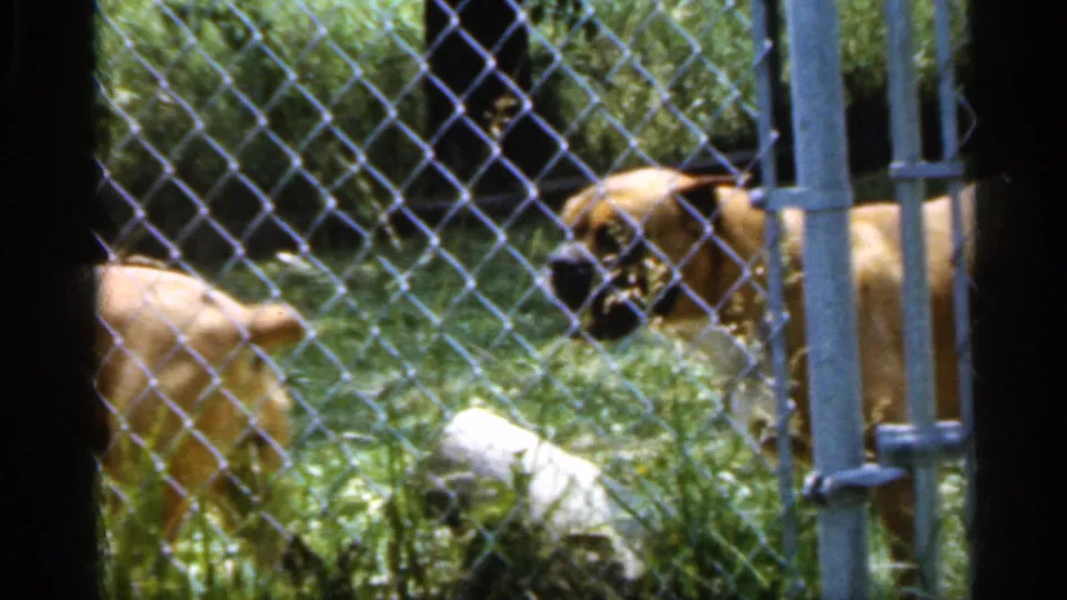 1959 Indiana 8mm frame of Boxer dogs in a fenced backyard, with one dog facing another near the grass and gate.