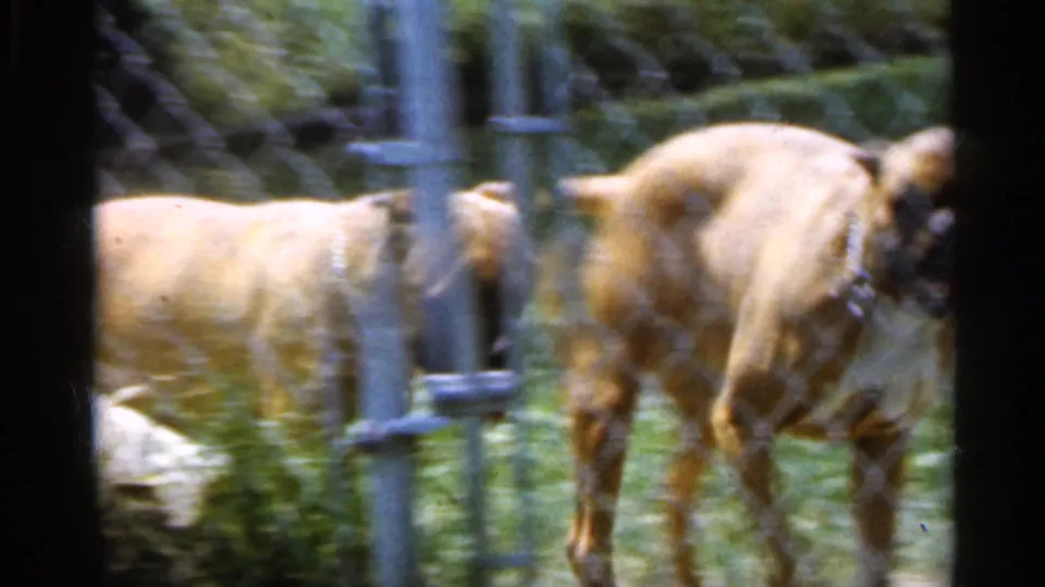 1959 Indiana home-movie frame of a fawn Boxer moving near a chain-link gate in a grassy backyard, with motion blur from the 8mm footage.