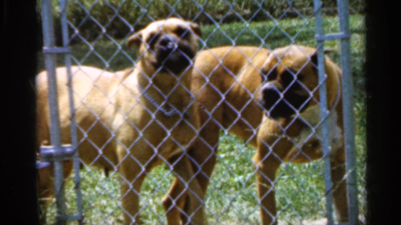 Two large tan dogs stand behind a chain-link fence in a grassy yard.