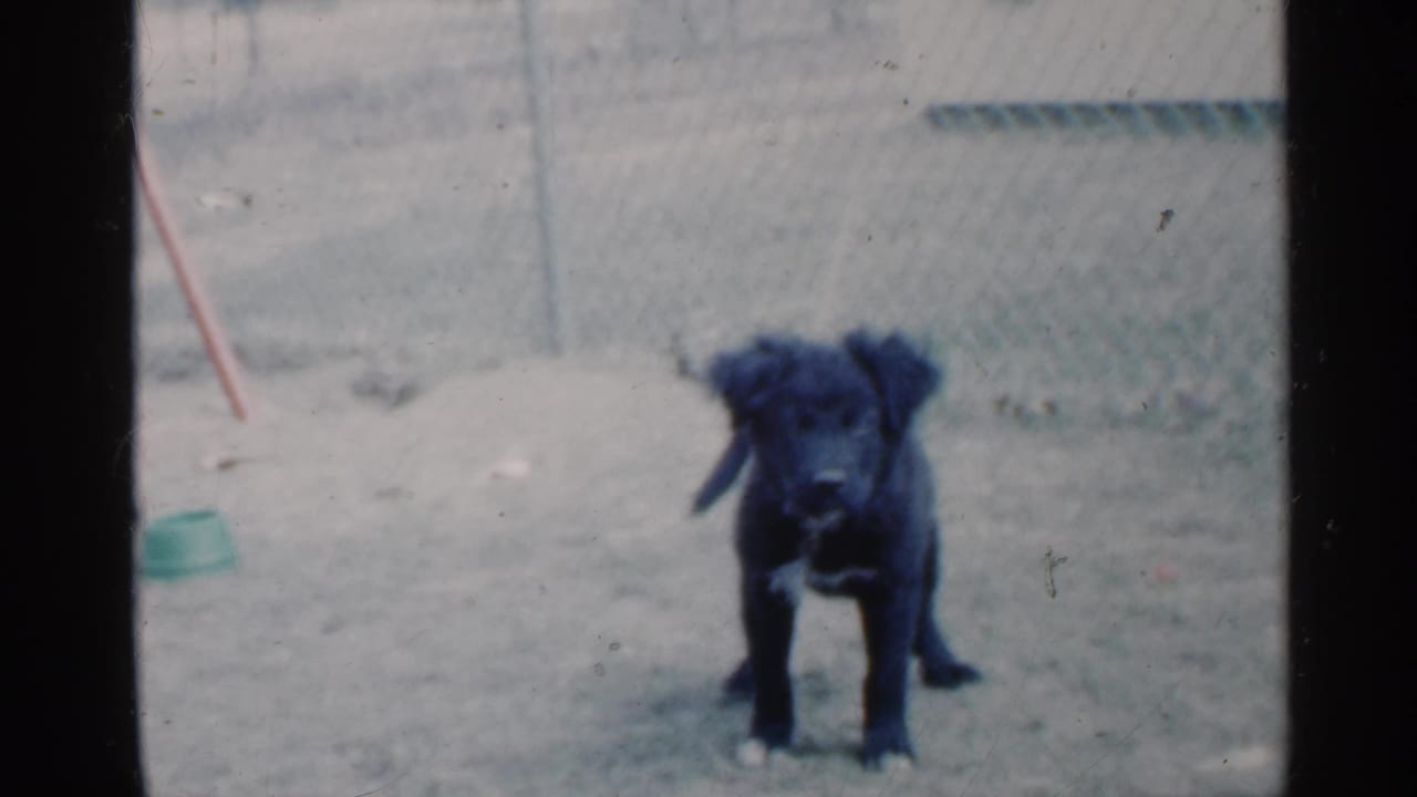 Black puppy stands in a fenced yard near a green bowl.