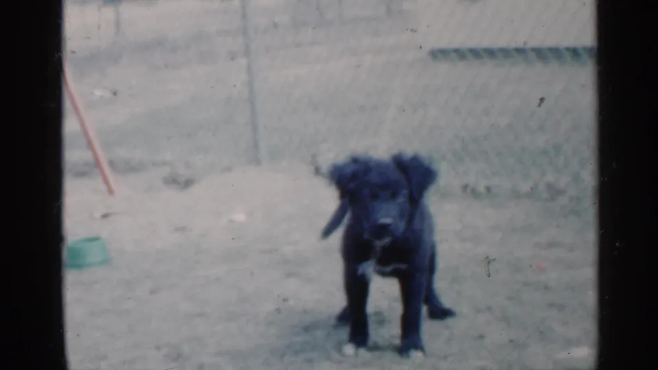 Black puppy stands alert in an Indiana residential yard in 1959 home-movie footage, with a chain-link fence and green bowl behind it.