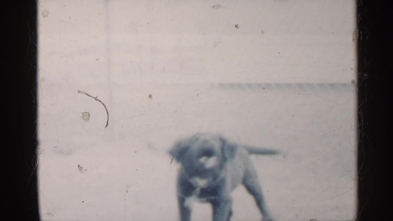 The puppy moves through the pale fenced yard in soft, faded 1959 Indiana 8mm footage.