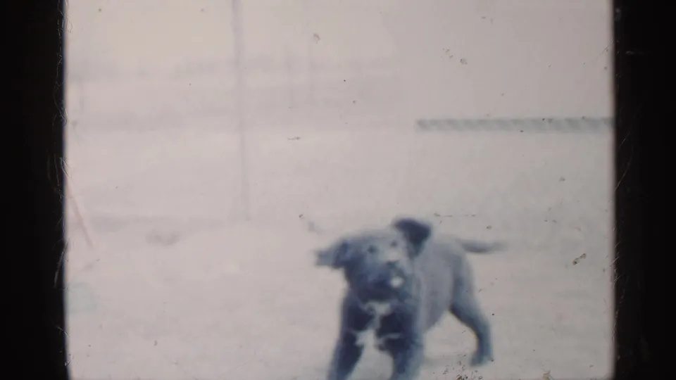 A black puppy steps forward in the fenced Indiana yard, captured with faded color and visible 8mm film wear.