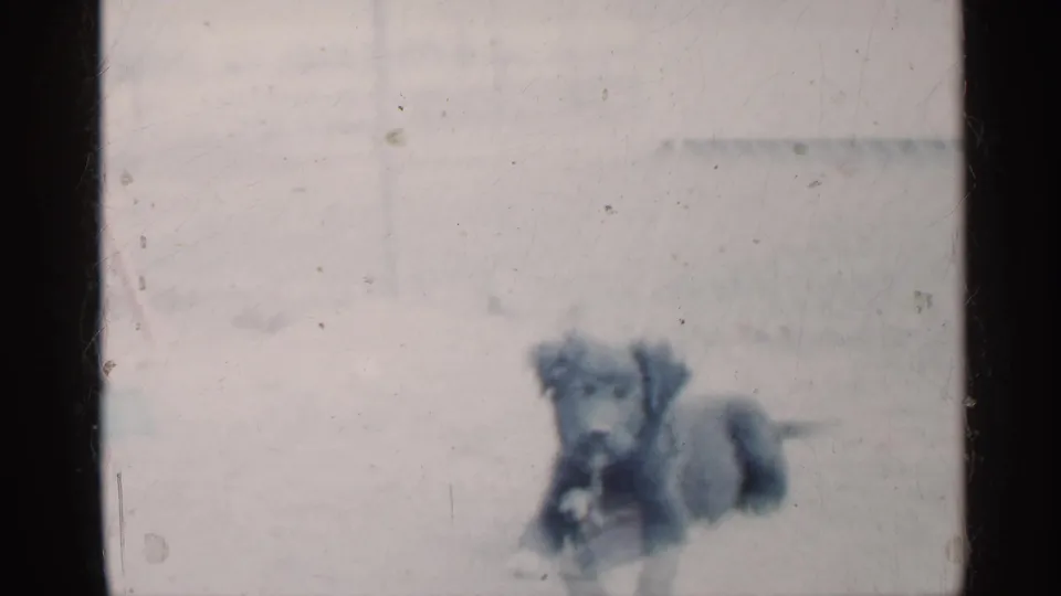 The puppy appears to rear up playfully in the Indiana yard, framed by soft focus and faded 8mm color.